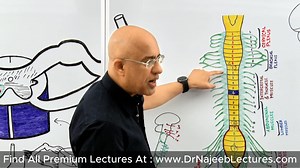 130K views · 2.6K reactions | Master Typical Spinal Nerve | Upper...