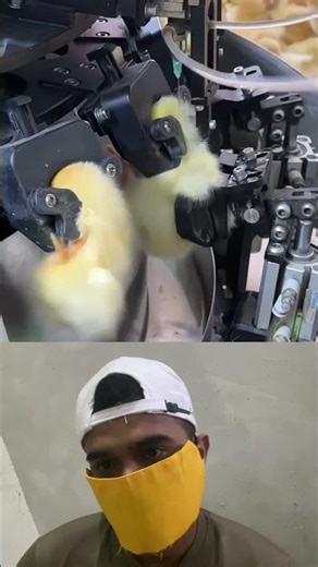 Mass Chick Vaccination Machine Is Insane