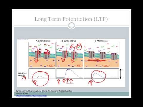 SJSU Neurophysiology - Lecture 8 - Synaptic Plasticity