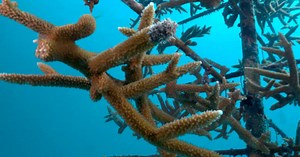 Marine biologists restoring coral reefs: "We are buying time: | 60 Minutes