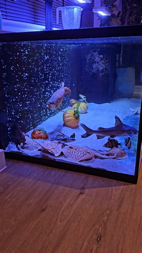 Evening feeding in the Halloween themed monster fish mega tank! - Monster fish MEGA tank- ⚫️ Water change - 40% Once per week ⚫️ Feeding - 1x per day (Prawns, squid, basa & mussels) ⚫️ Volume - 1620 litres with inbuilt sump filter (8ft x 3ft x 2.5ft) ⚫️ Filter media - 35kg (alfagrog, ceramic, biohome, 2x sponges, and filter fleece ) ⚫️ Aeration: 1.9m Aqua Air Bar (from Aqua Aeration Systems Ltd) with 30lpm ACO-9810 air pump. Full video over on YouTube- "Aquatic Elements" - #aquarium #monsterfish