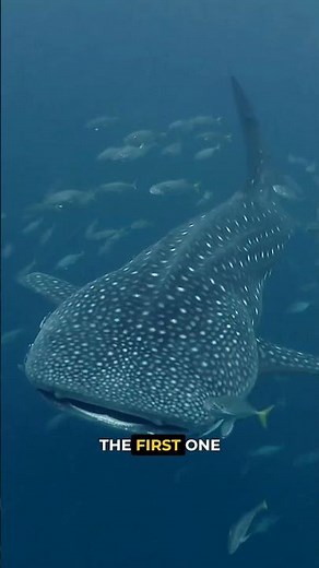 Why Whale Sharks Have 3,000 Teeth They Don’t Use 🦈🤔