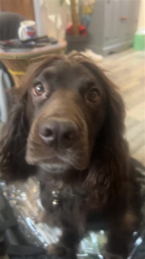 Paddy's Hilarious Antics: Cocker Spaniel Fun