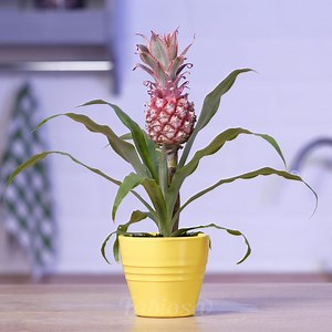 Become a pro gardener and enjoy the freshest produce every day. | Tips & Tricks