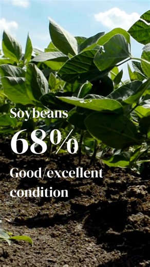 The USDA’s 19th Crop Progress report of the growing season shows strong corn conditions, led by Iowa’s best rating since 2009. Here’s a look at the latest corn, soybean, wheat, and oat numbers. 🌽 🌾 🌱 🚜 #corn #soybeans #wheat #oats #USDA #farmlife | Successful Farming