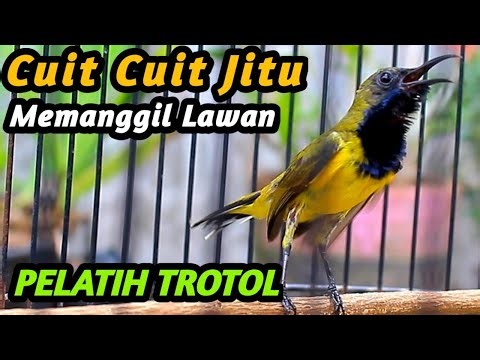 PANCINGAN EMOSI SOGON TROTOL GACOR BIAR CEPAT NGKLEPER NGALAS BONGKAR FULL ISIAN, SOGON METALIK JOSS