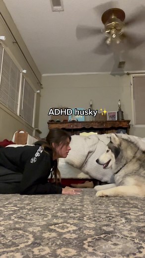 Husky Playtime: Fun Moments with an ADHD Siberian Husky