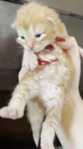 Newborn Kitten: Adorable First Moments & Snuggles 🧡🥹