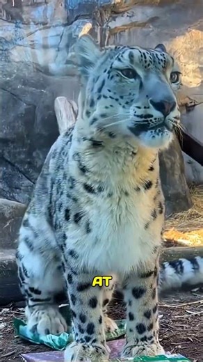 The Funniest Snow Leopard Moments Ever! #shorts #viral #new #leopard #moments #facts