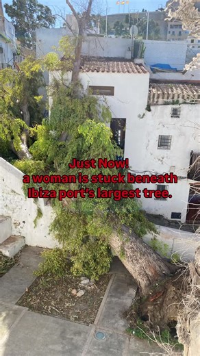 "🌳💨 Ibiza Port Shocker 💨🌳 The biggest, heaviest and highest tree in IBIZA port just fell during the storm and landed on someone! 😱 She’s been incredibly lucky, Nienke & our SaPenya Rentals team acted fast and got her out safely! 🙏💪 What a close call! Stay safe, everyone! #Ibiza #SaPenya #Windstorm #LuckyEscape #IbizaPort Teamwork" This keeps the focus on the size of the tree and the lucky escape. | Bernardus van Maaren