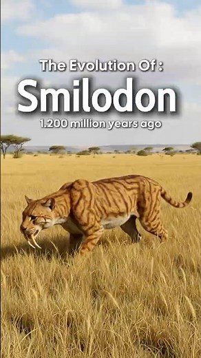 🐯 The Evolution Of Saber-Toothed Tiger | From Purr to Predator 💀 | 60s Evolution