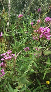 Is it a bird? No, it's a Hummingbird Hawk-moth! Find out why more and more birders are getting into mothing with a photo-packed feature from James Lowen, exclusively for BW members, at https://members.birdwatching.co.uk/read/moths-the-birdwatchers-insects | Bird Watching | Facebook