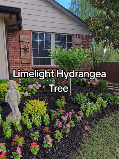 my Limelight Hydrangea Tree is about to put on a show! #limelighthydrangeatree #limelighthydrangea #hydrangeaseason #northtexasgardening #gardenzone8b