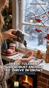 4.1K views · 55 reactions | Christmas Season’s Most Enchanting Plant  ﻿﻿https://reurl.cc/9bV96n Holiday Haul Deal — Add magic to your home before the sale ends! #hosta #hostaseeds #christmasgiftideas #growwithme #seedstarting #BlueFlameHosta #GlowGarden #RareHosta #ShadeGardenMagic #GardenAddict #UniquePlants | Bloomvero.garden | Facebook