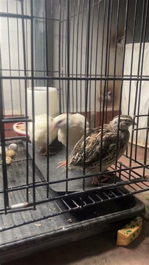 My quails in action eating and laying eggs #quails #farmlife