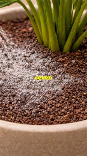Kill Fungus Gnats Fast — 1:4 Peroxide Drench 🪴⚡️ #containergardeningtips #containergardening