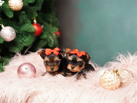 Puppy's First Christmas: 6 Tips For a Safe & Joyful Holiday