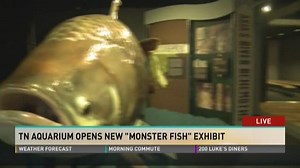"Monster Fish" exhibit opens at Tennessee Aquarium