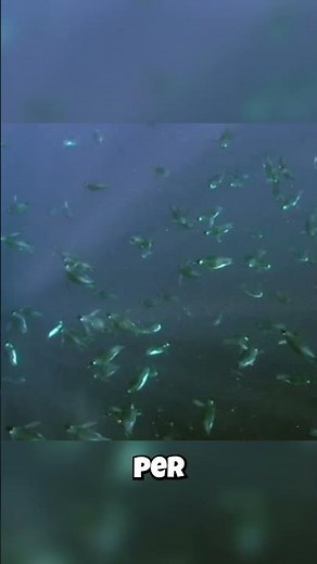 Penguin Eats 22 POUNDS of Food a Day?! 🤯