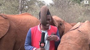 15M views · 58K reactions | PUNKED BY A TRUNK: A reporter tries (and fails) to keep a straight face as a curious baby elephant interrupts his piece to camera. https://abcnews.go.com/Live | ABC News | Facebook
