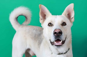 500 Funny and Sweet Nicknames People Call Their Dogs