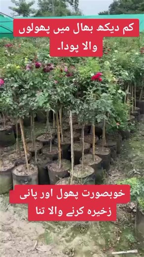 Friting Plants (@fruiting.plants)’s videos with original sound - Friting Plants