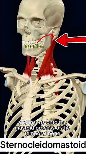 Sternocleidomastoid #muscle #anatomy