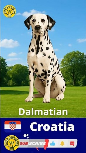 🐶 Dog Breeds From Different Countries