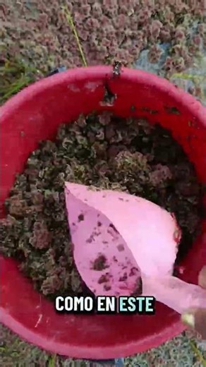 Azolla Filiculoides como fuente alternativa en la alimentación de los animalitos #parati #tips