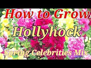 How to Grow Hollyhock Double Spring Celebrities mix from its Seeds.