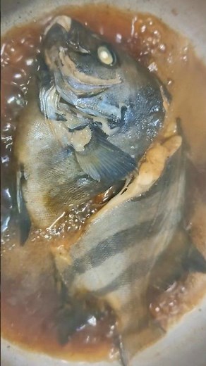 🟡😋サンバソウの煮付け🔥～🐠イシダイの子🐠～Striped beakfish #石鯛 #煮付け #クッキング