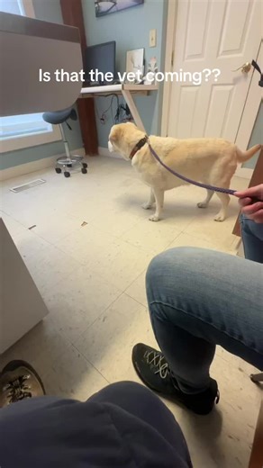 #viral #fyp #wlw #vet #checkup