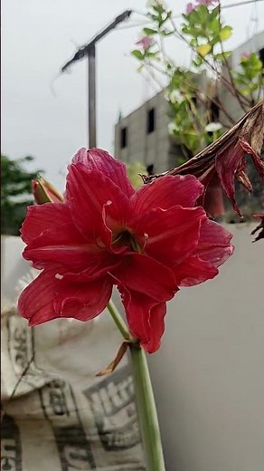 nehiya ke gulwa🌺#shorts #yt #mamtarajkiduniya #bhojpuri #garden #gardening #love #vairal #pawansingh