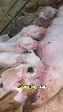 🐷 Does breastfeeding formula really increase milk production?