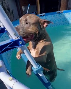 Such a clever doggo! 🪜💦 | Furry Tails