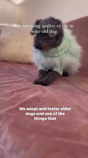 It’s so easy to focus on what your old dog CAN’T do - but assessing what they love and can do is so important too! #adoptolddogs