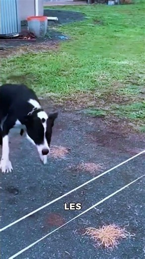 You Will Never Guess How This Fence Protects Animals! 😱
