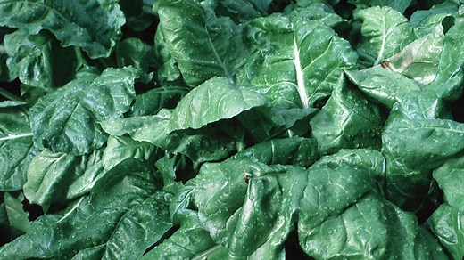 What are limiting factors in photosynthesis? Respiration and gas exchange - Biology - BBC Bitesize