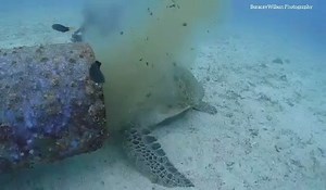 106K views · 1.6K reactions | An adult female green turtle rests with...
