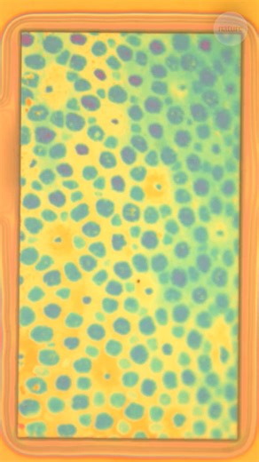 A new octopus-inspired polymer can change colour and texture on command. | Nature Portfolio