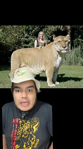 Cruza de León y tigre! #animales | BioJairzinho