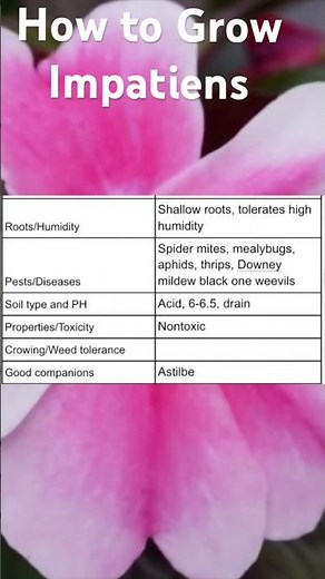 How to Grow Impatiens