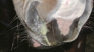 New ‘vital’ strangles tool available to owners and vets - Horse & Hound