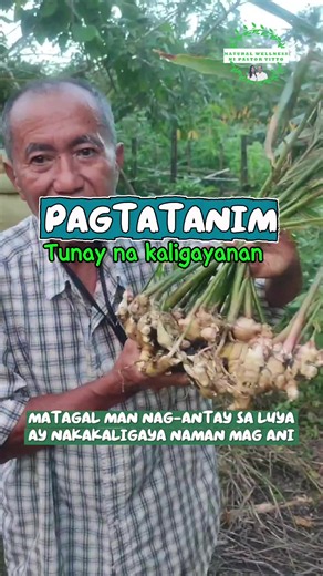 Pagtatanim tunay na kaligayahan Itong luya ay na harvest namin ng mas maaga dahil naubusan kami ng stock sa bahay. Para hindi na bumili ay kumuha muna kami ng isang puno. Ito ay galing sa isang luya na aking tinanim. Nakakatuwa na kahit sa ilang buwan na nag antay ay may na harvest na rin at napakinabangan. Around December 2025 itong video na ito at tamang tama naman ay mahal ang luya sa aming palengke. Kaya maganda mag tanim kahit mga talbos, luya, at iba pang halaman. Sa panahon ng pangangaila
