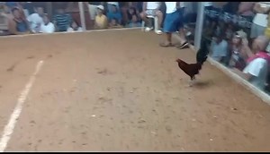 1K views · 55 reactions | 3rd fyt using wildfoot dom x foster kelso win Comsec ang bidyo | Rolly B. Comon | Facebook