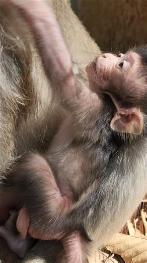 beautiful lovely cutie baby monkey stunning anxiously #shortvideo #shortsfeed #shorts