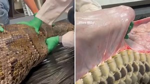 Tigerpython in Florida verspeist ganzen Alligator