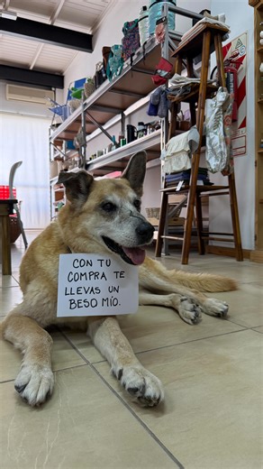 El Desván | Decoración de interiores on Instagram: "Tenemos trabajador y actor nuevo! 🐶✨ Si querés más contenido con Panchi COMENTÁ un ❤️"