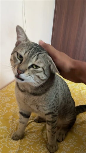 Junior got scratch fighting with Chotu. #cat