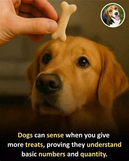 Knowledgeableworldd | .Let's dive into the fascinating world of canine cognition and explore how dogs perceive numbers and quantity. *Dogs and Number Sense* -... | Instagram